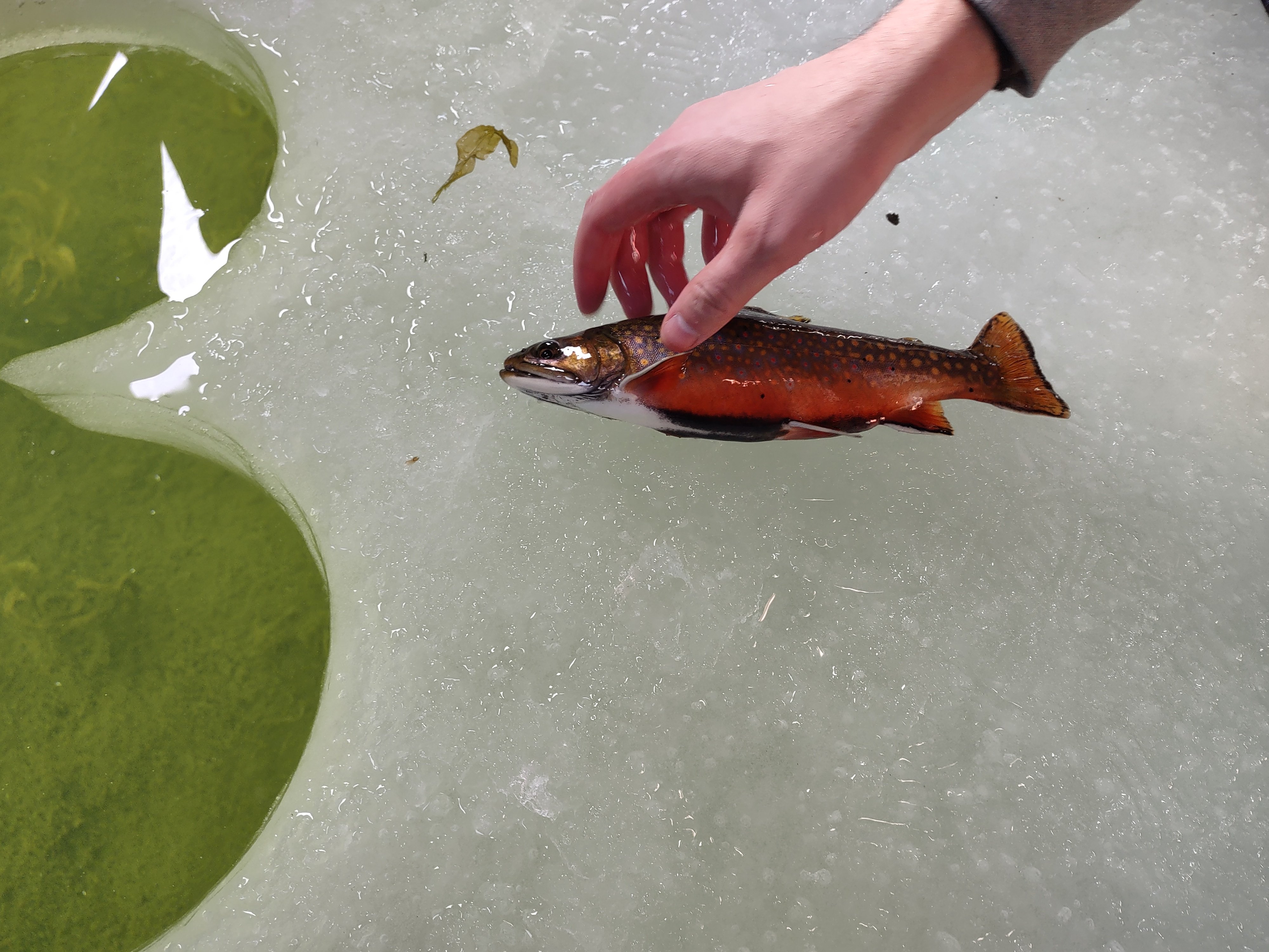 Birch Lake fish photo